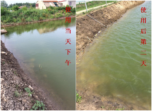 肥水困難、藻類(lèi)缺乏處理前后效果